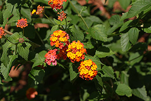 70D Field Test image 25