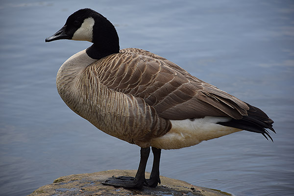 Nikon D5300 Review - Field Test - Imaging Resource