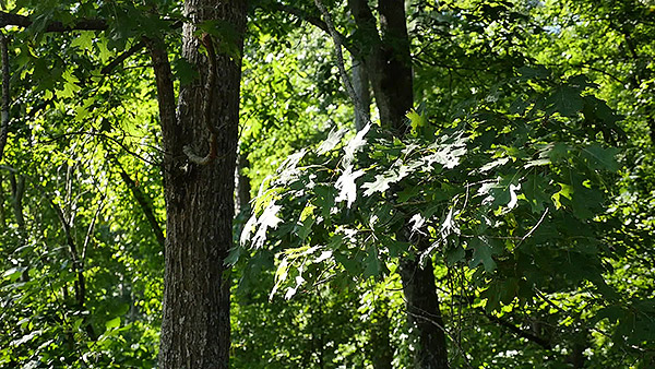 GH4 Field Test Part III image 8