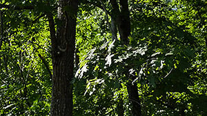 GH4 Field Test Part III image 9