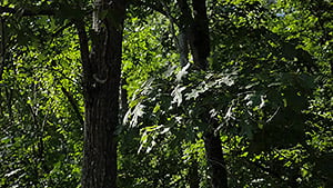 GH4 Field Test Part III image 11
