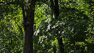 GH4 Field Test Part III image 13