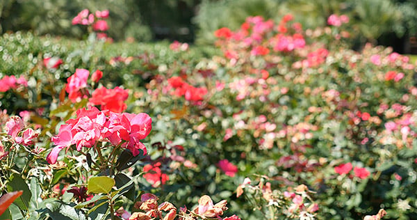 GH4 Field Test Part III image 22