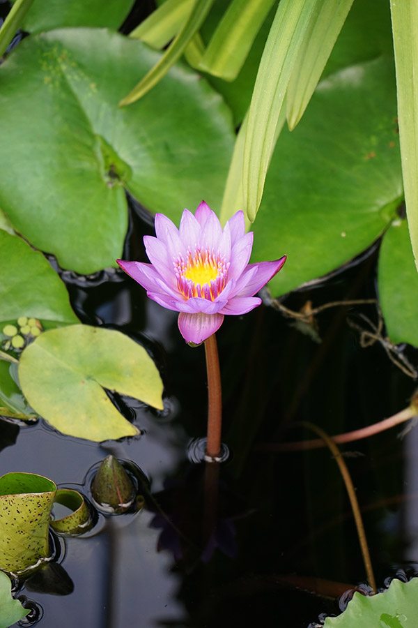 A6000 Field Test Part II image 5