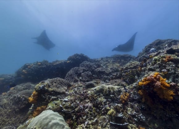 Go climb a rock (or explore a reef) from the comfort of your home ...