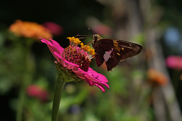 A5100 Field Test Part II image 7