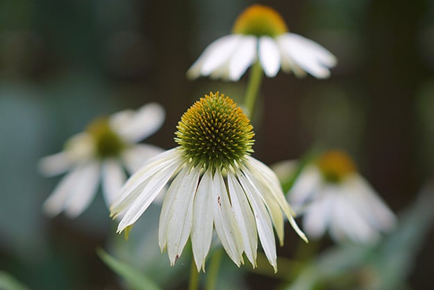 A5100 Field Test Part II image 10