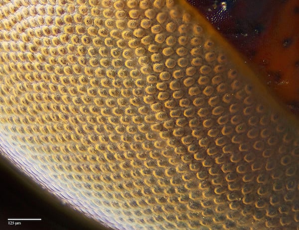 Scientists discover cockroaches use long-exposure photography technique ...