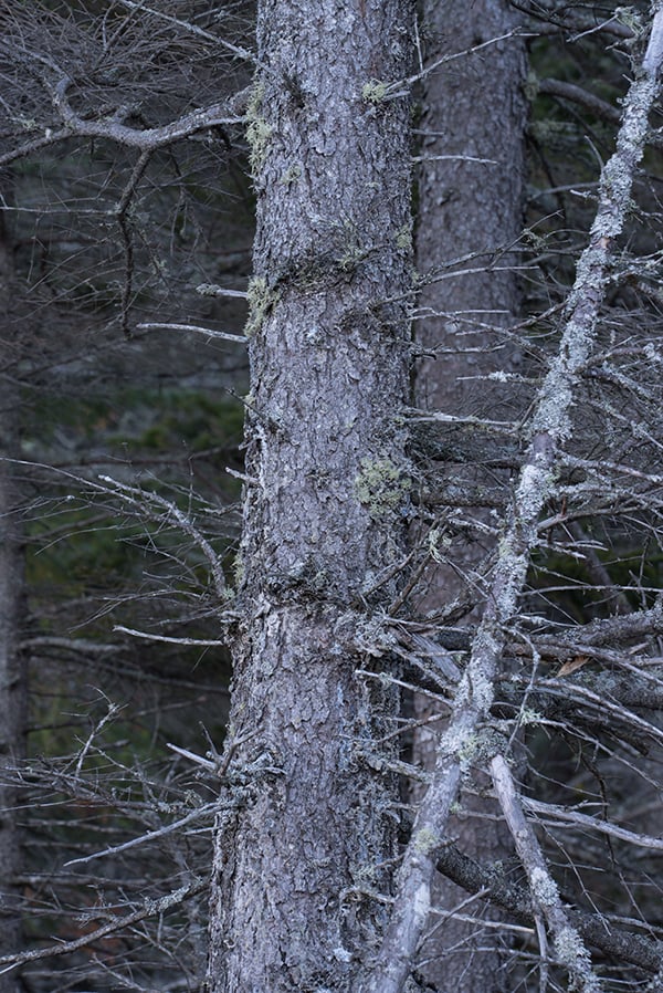A7S II Field Test image 9