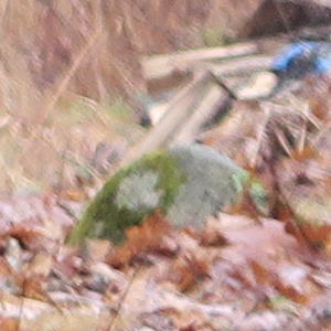 Canon PowerShot G5 X Field Test image 11