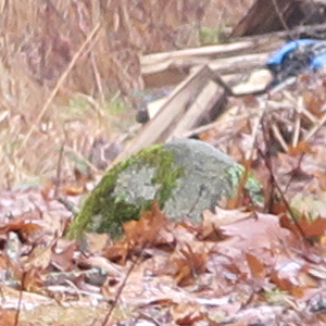 Canon PowerShot G5 X Field Test image 12