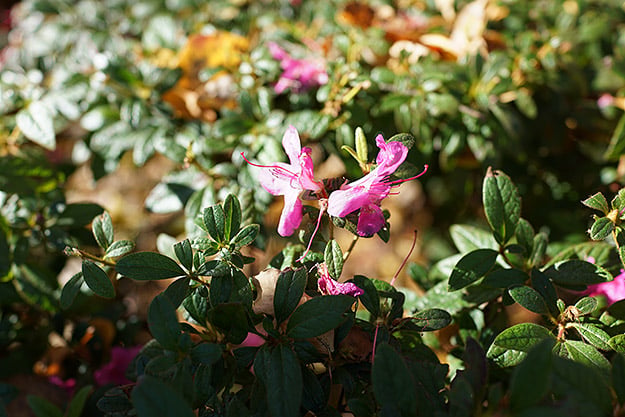 Sony Cyber-shot DSC-RX1R II Field Test Part II image 5
