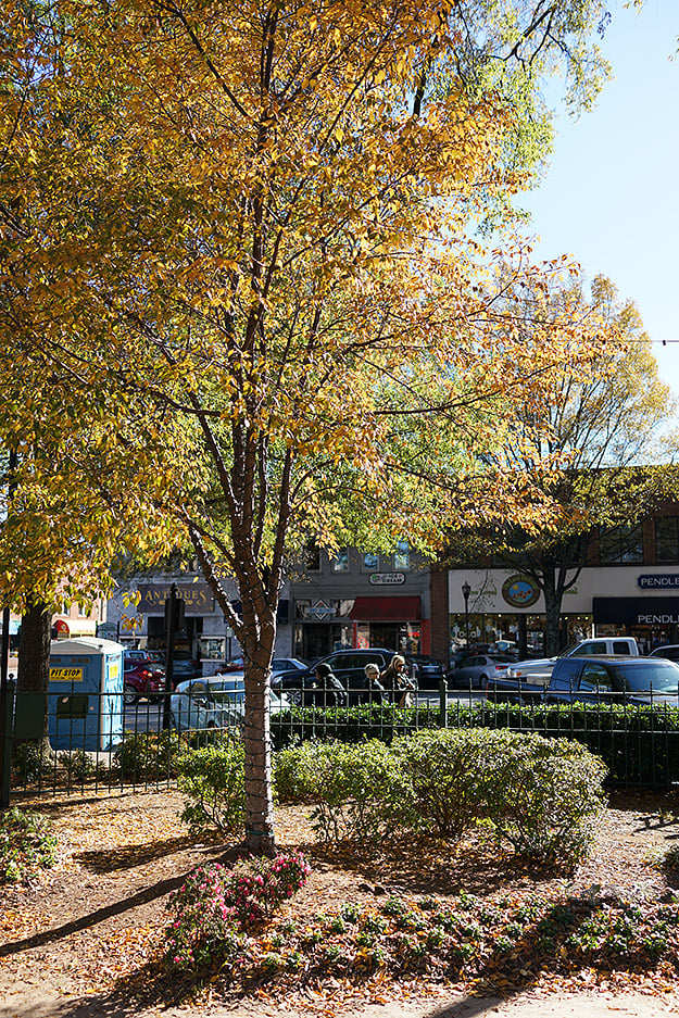 Sony Cyber-shot DSC-RX1R II Field Test Part II image 6