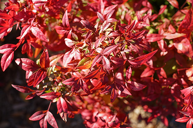 Sony Cyber-shot DSC-RX1R II Conclusion image 1