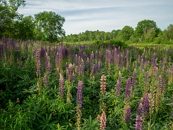Phase One XF 100MP Field Test Part III image 6