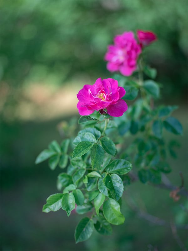 Phase One XF 100MP Field Test Part III image 8