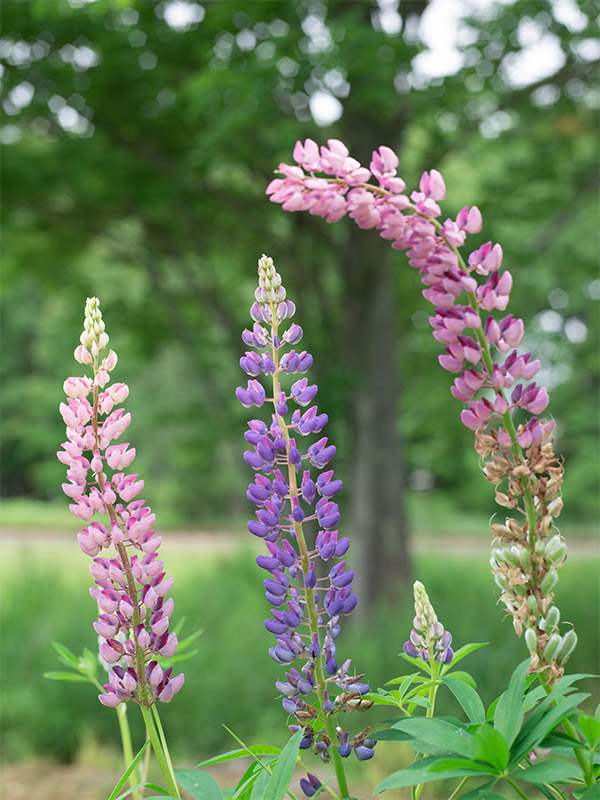 Phase One XF 100MP Field Test Part III image 11