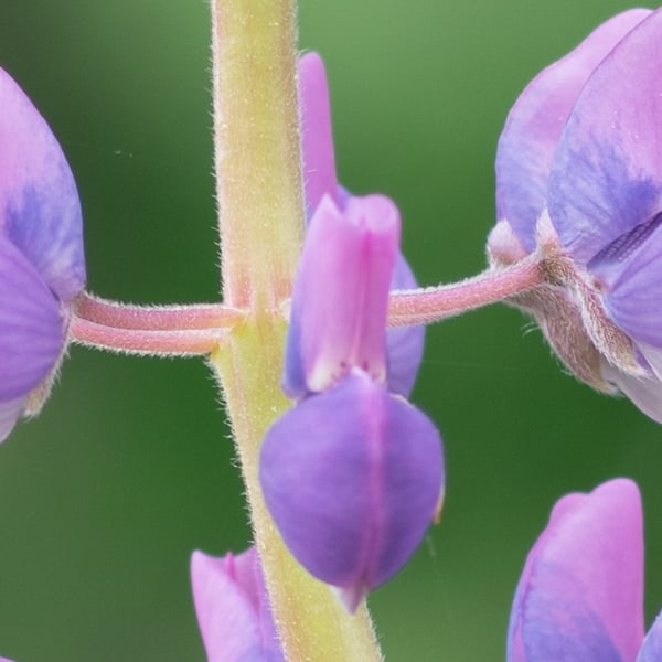 Phase One XF 100MP Field Test Part III image 12