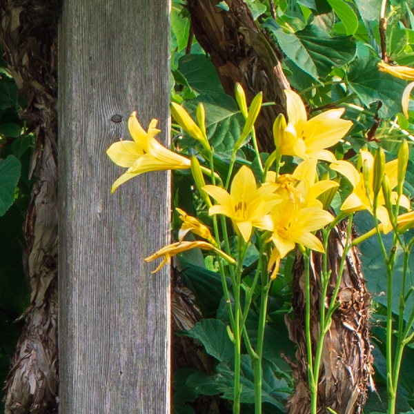 Phase One XF 100MP Field Test Part III image 14