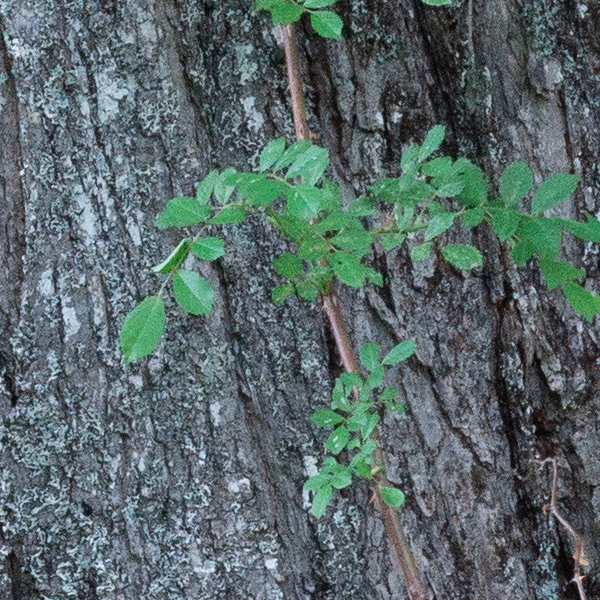 Phase One XF 100MP Field Test Part III image 15