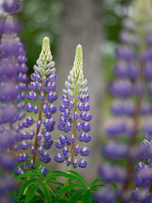 Phase One XF 100MP Field Test Part III image 20