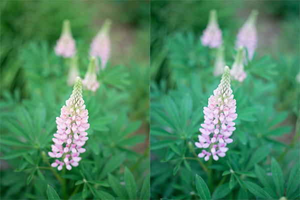 Phase One XF 100MP Field Test Part III image 21