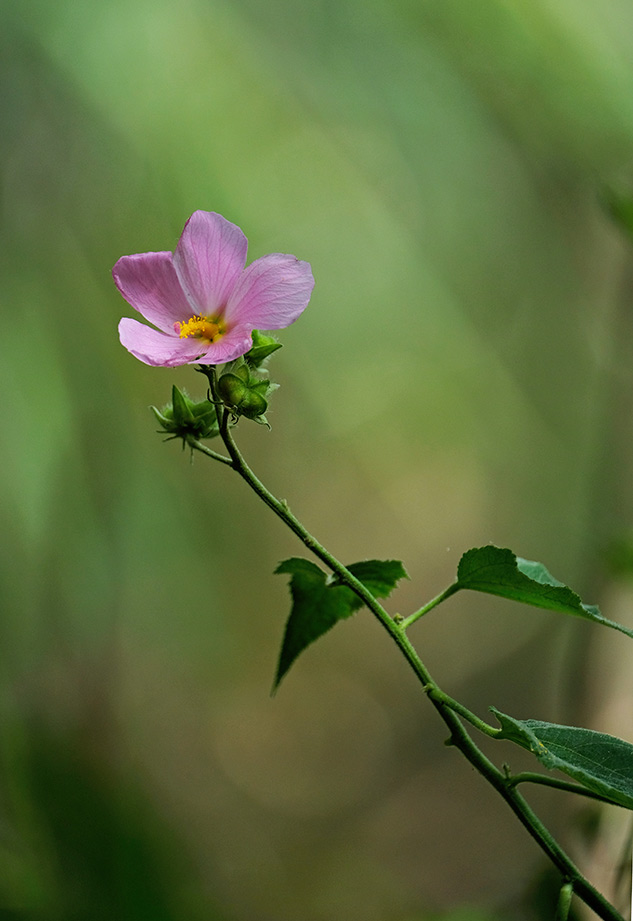 X-T2 Field Test Part III image 10