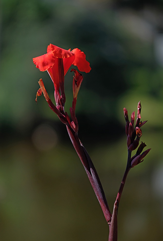 X-T2 Field Test Part III image 11