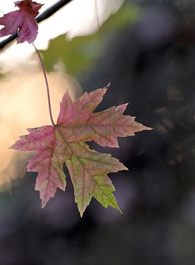 X-T2 Field Test Part IV image 4