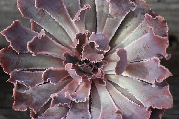 77D Field Test image 29