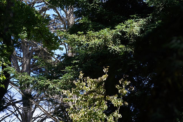 A9 Field Test Part III image 22