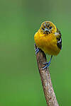 Z6 Gallery image 21