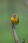 Z6 Gallery image 23