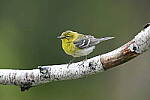 Z6 Gallery image 27