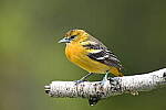 Z6 Gallery image 31