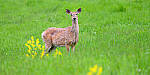 Z6 Gallery image 79