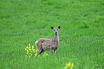 Z6 Gallery image 81
