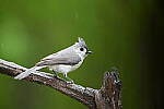 Z6 Gallery image 83