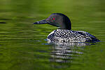 Z6 Gallery image 87