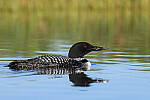 Z6 Gallery image 91