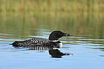 Z6 Gallery image 93
