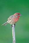 Z6 Gallery image 95