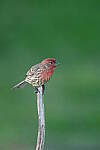 Z6 Gallery image 97