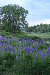 Z6 Gallery image 109