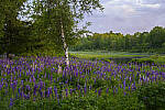 Z6 Gallery image 115