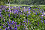 Z6 Gallery image 119