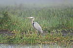 Z6 Gallery image 183