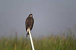 Z6 Gallery image 189