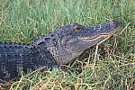 Z6 Gallery image 191