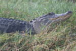 Z6 Gallery image 193